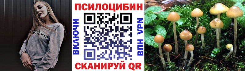 mega сайт  Шахунья  Псилоцибиновые грибы Psilocybe 